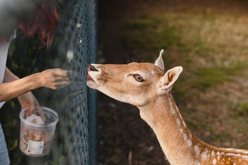 Deer muzzle behind a cage, an iron net. Human feeds hornless deer with vegetables from hand in...