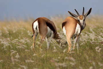 Springböcke in Swellendam, Südafrika
