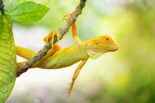 Close-up of a yellow iguana hanging on a tree branch, Indonesia