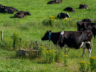 A cow eats grass in a field. Irish farm. Agricultural landscape. Cattle in the meadow, cow on field.