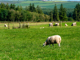 Obraz premium A sheep on a beautiful green meadow in summer. Cattle grazing. European animal husbandry. Herd of sheep on green grass field