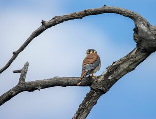 Closeup shot of an American Kestrel bird standing on a tree branch
