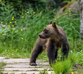 Naklejka na ściany i meble Closeup shot of a little brown bear on a stone path in a garden