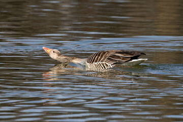 The greylag goose, Anser anser is a species of large goose