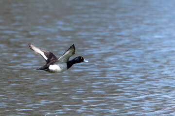 The tufted duck, Aythya fuligula, a diving duck flying at a Lake at Munich