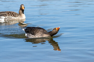 The greylag goose, Anser anser is a species of large goose