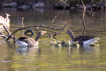 Family of greylag geese, Anser anser with small babies.