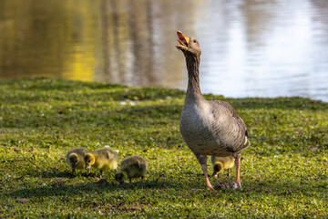 Family of greylag geese, Anser anser with small babies.