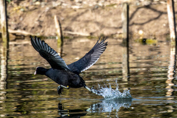 Eurasian coot, Fulica atra chasing each other by running across the water