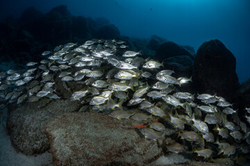 Fish schooling in the clear water of the Atlantic Ocean
