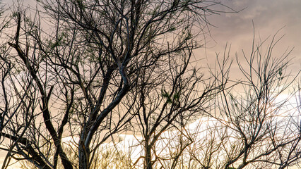 Obraz premium PASEANDO POR EL DELTA DEL EBRO