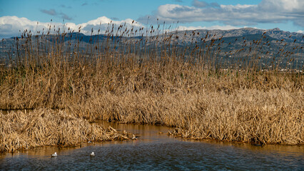 PASEANDO POR EL DELTA DEL EBRO