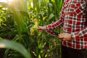 The owner of the farm, standing in a cornfield, inspects the crop. A young farmer is watching the...