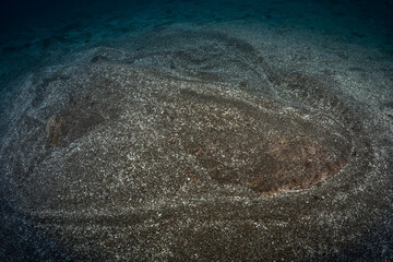 Close up of Angle shark camouflaging in the sand