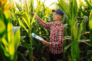 The owner of the farm, standing in a cornfield, inspects the crop. A young farmer is watching the growth of the crop with a tablet. Agriculture concept. Harvest care.