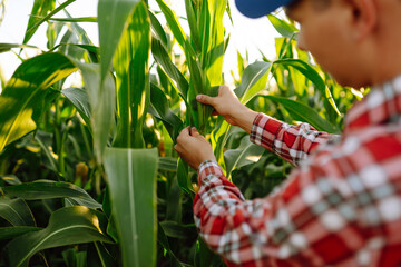 The owner of the farm, standing in a cornfield, inspects the crop. A young farmer is watching the...