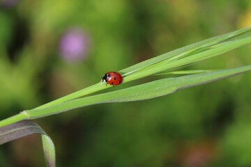 Coccinelle