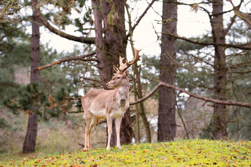 Red deer stag with antlers in spring, forest of Amsterdamse Waterleidingduinen in the Netherlands, wildlife in the woodland
