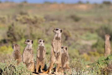 Erdmännchen in Oudtshoorn, Südafrika