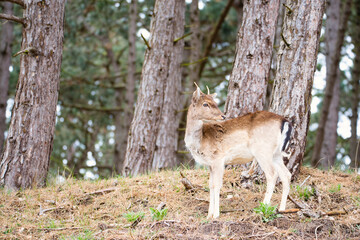 Red deer stag with antlers in spring, forest of Amsterdamse Waterleidingduinen in the Netherlands, wildlife in the woodland
