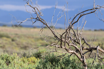 Landschaft in der kleinen Karoo bei Oudtshoorn