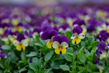 Foto op Canvas Colorful pansies (Viola Wittrockiana) blossom in the spring © Indra