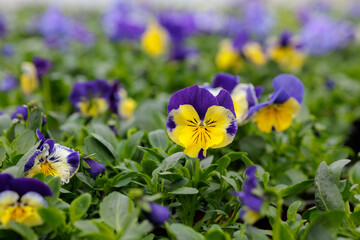 Colorful pansies (Viola Wittrockiana) blossom in the spring