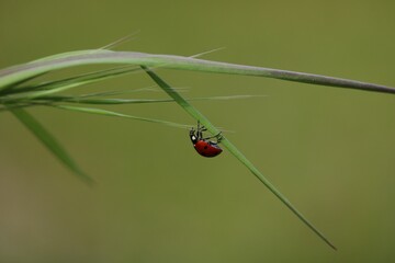Coccinelle