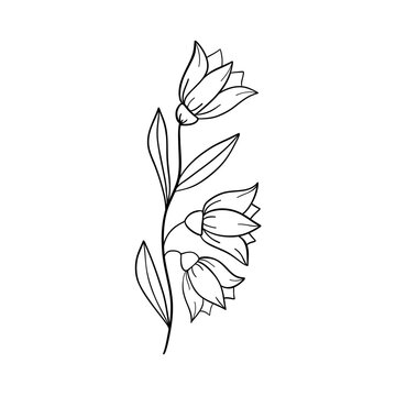 Bell-flowers Campanula - Hand drawn vector illustration of  flowers and buds on white background. Black linesl flowers icons set. Vector isolated floral elements.