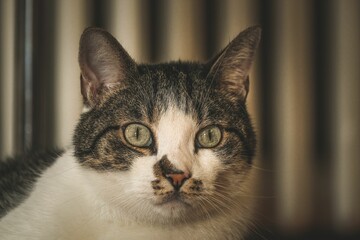 Selective focus of a brown and white Anatolian cat indoors with blurred background