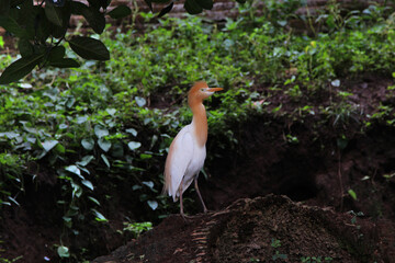 white asian heron