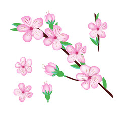Sakura cherry blossom flower design