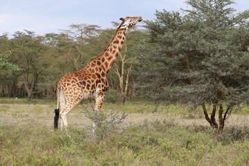 Giraffe stretching its neck to eat leaves from a thorny tree in Kenya's Maasai Mara National Park, surrounded by grass and small bushes, with native trees in the background