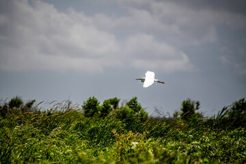 FLYING EGRET