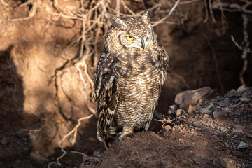 Flechenuhu im Karoo Nationalpark in Südafrika