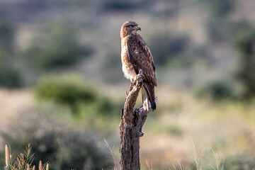 Bussard im Karoo Nationalpark in Südafrika