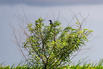 BIRD IN A TREE