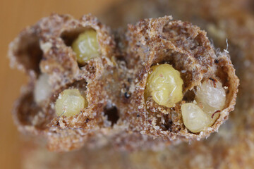 Biscuit, drugstore or bread beetle (Stegobium paniceum) larvae stored product pest in muesli.