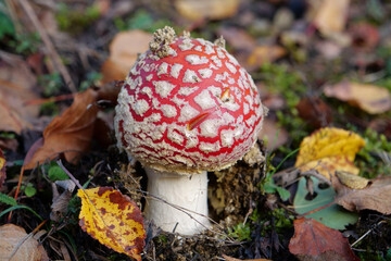 Little fly agaric grows in forest