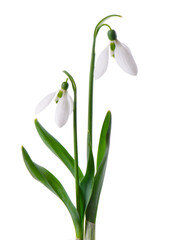 Snowdrop flowers isolated on white background. Beautiful spring flowers.
