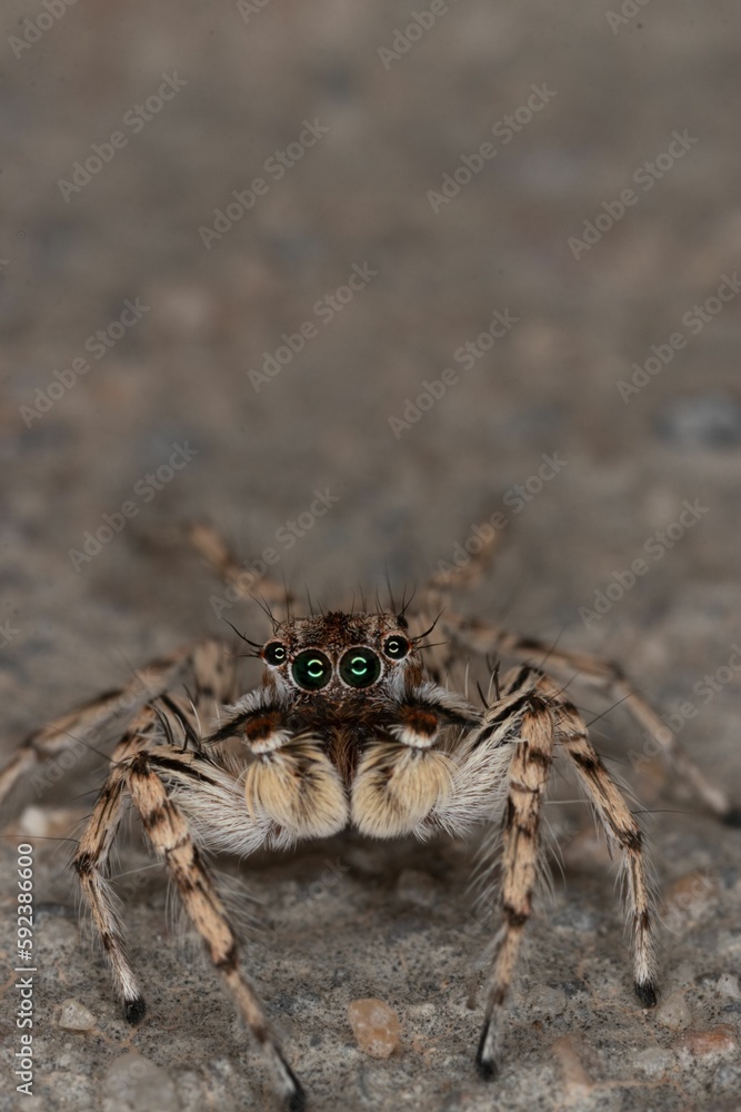 Wall mural Vertical shot of a small hairy jumping spider with long legs on the ground