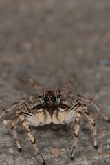 Vertical shot of a small hairy jumping spider with long legs on the ground