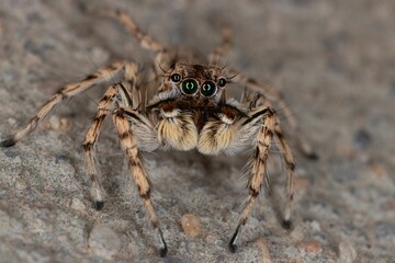 Closeup shot of a small hairy jumping spider with long legs on the ground