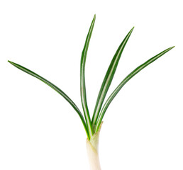 Crocus leaves isolated on white background.