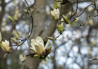 Close up of the stunning yellow flowers of the rare Yellow Fever magnolia tree, photographed in the Wisley garden, Surrey UK.