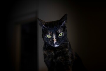 Obraz premium Beautiful portrait of a black kitten on blurry background
