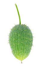 Ecballium isolated on white background. Ecballium elaterium or wild cucumber pods.