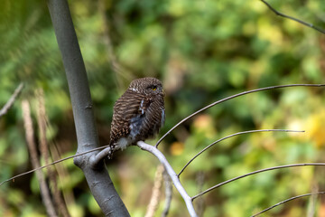 Asian barred owlet or Glaucidium cuculoides observed in Rongtong in West Bengal