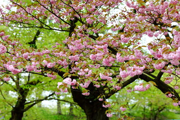 Beautiful cherry blossom sakura in spring time, with green background.