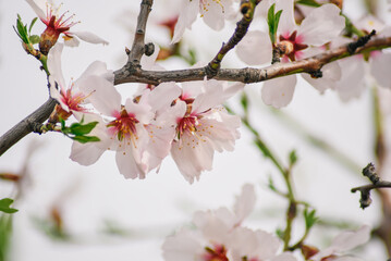 A close up of a flower with the word cherry on it